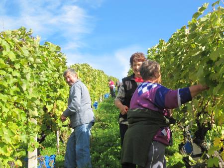 Člani TND Razkrižje obdelujejo vinograd v Šprincu 14